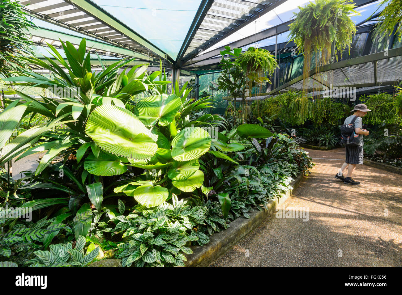 Visitatore al Watkins Munro Martin conservatorio in Cairns Botanic Gardens, estremo Nord Queensland, FNQ, QLD, Australia Foto Stock