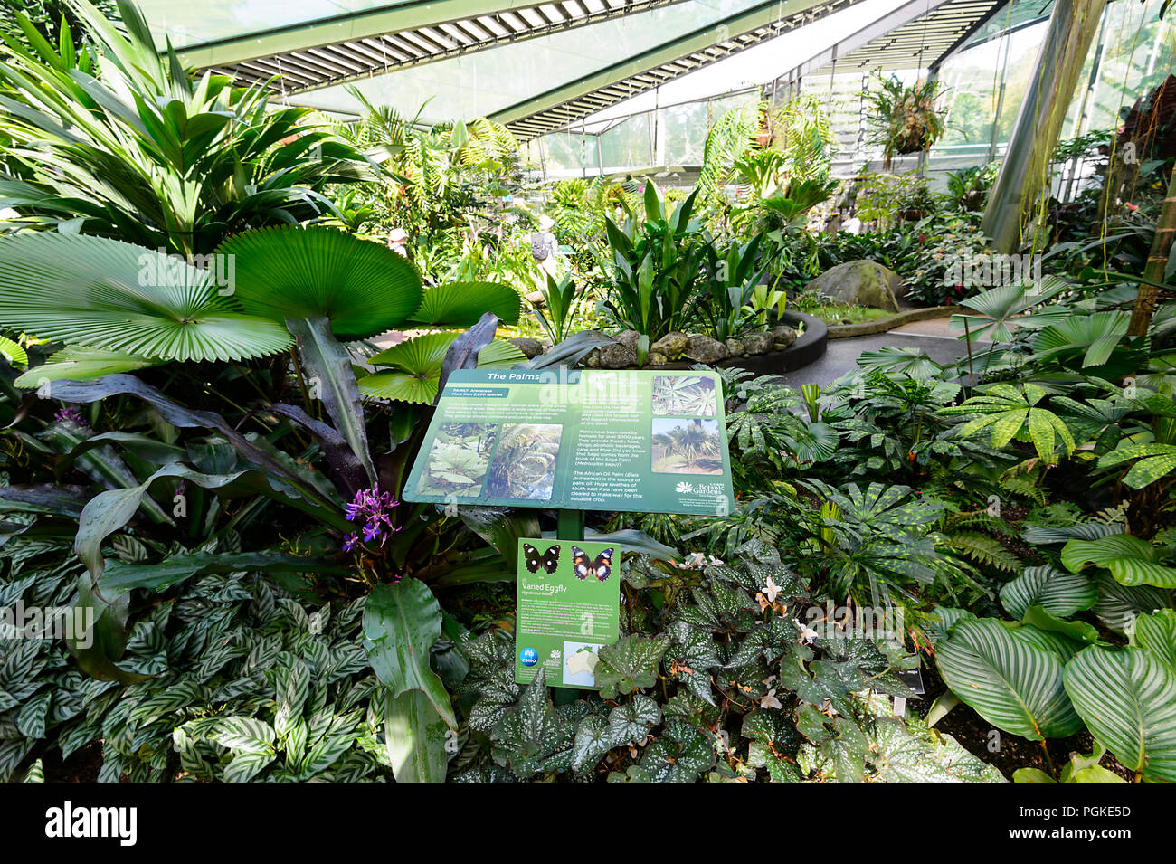 Watkins Munro Martin conservatorio in Cairns Botanic Gardens, estremo Nord Queensland, FNQ, QLD, Australia Foto Stock