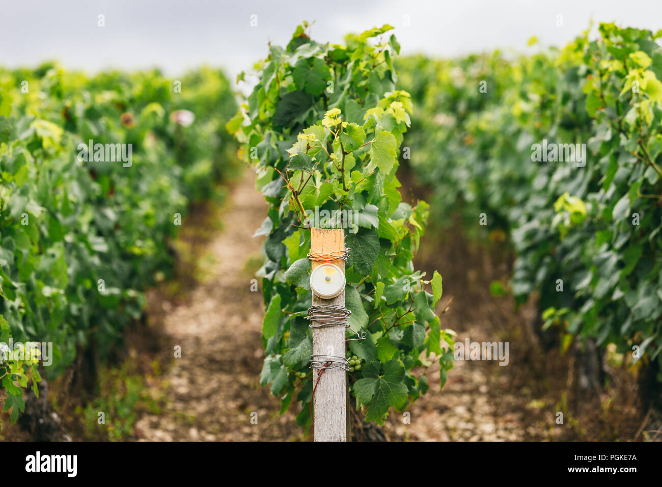 Condizioni di produzione di uva in Francia, sul grapevine speciali sensori sono installati, vinificazione in Francia Foto Stock