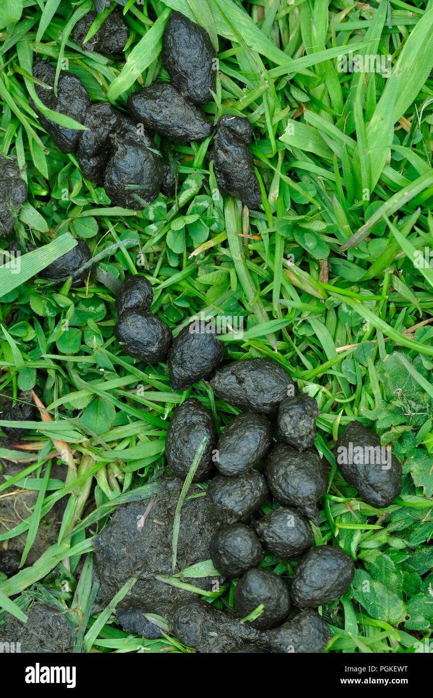 Feci di coniglio o di pollina Foto Stock