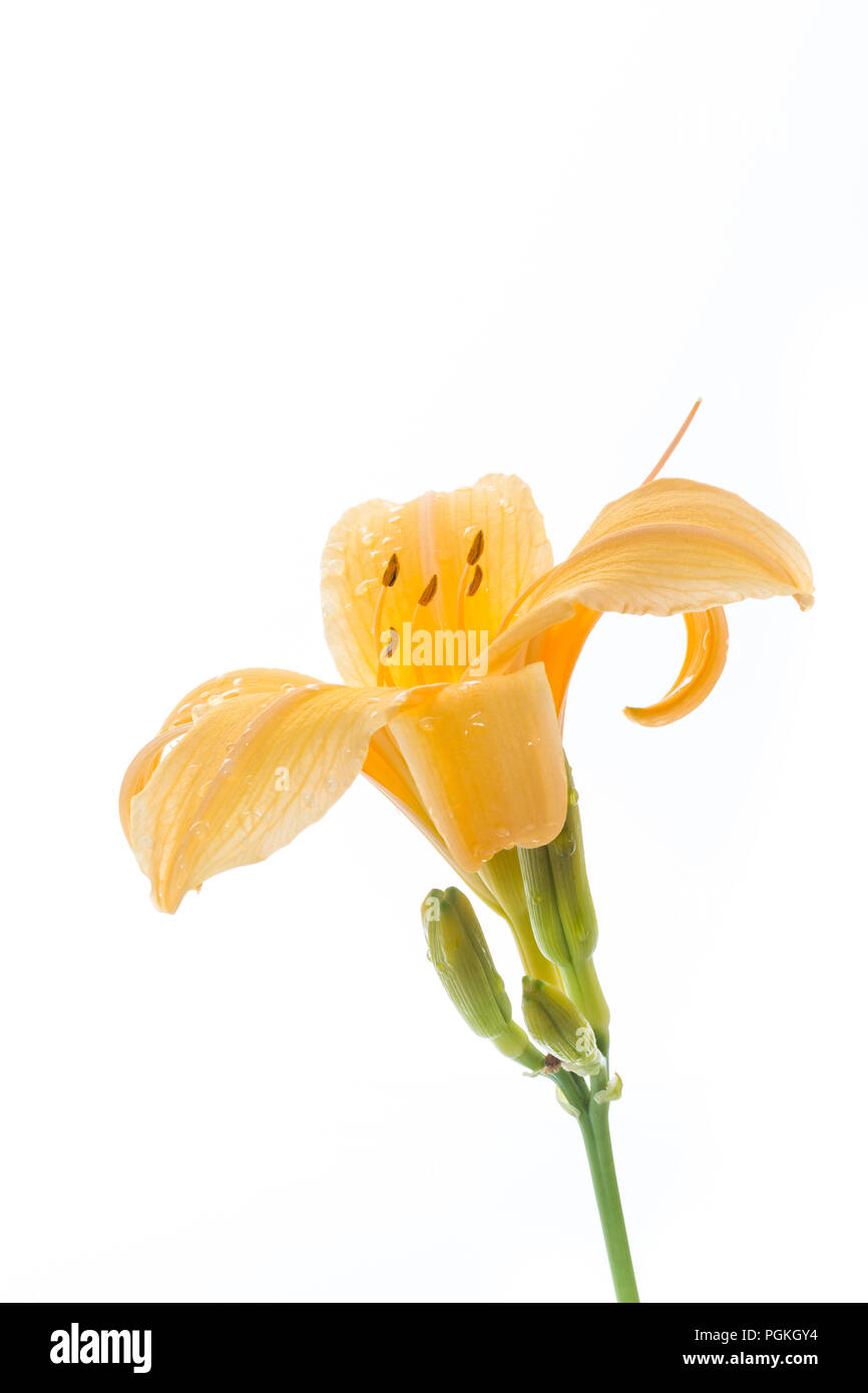 Giglio giallo fiori e boccioli su sfondo bianco Foto Stock