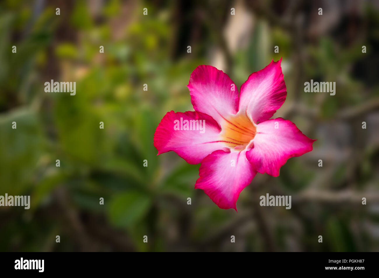 Adenium obesum è una specie di pianta flowering in famiglia dogbane, Apocynaceae, che è nativo per le regioni di Sahel, a sud del Sahara. Foto Stock
