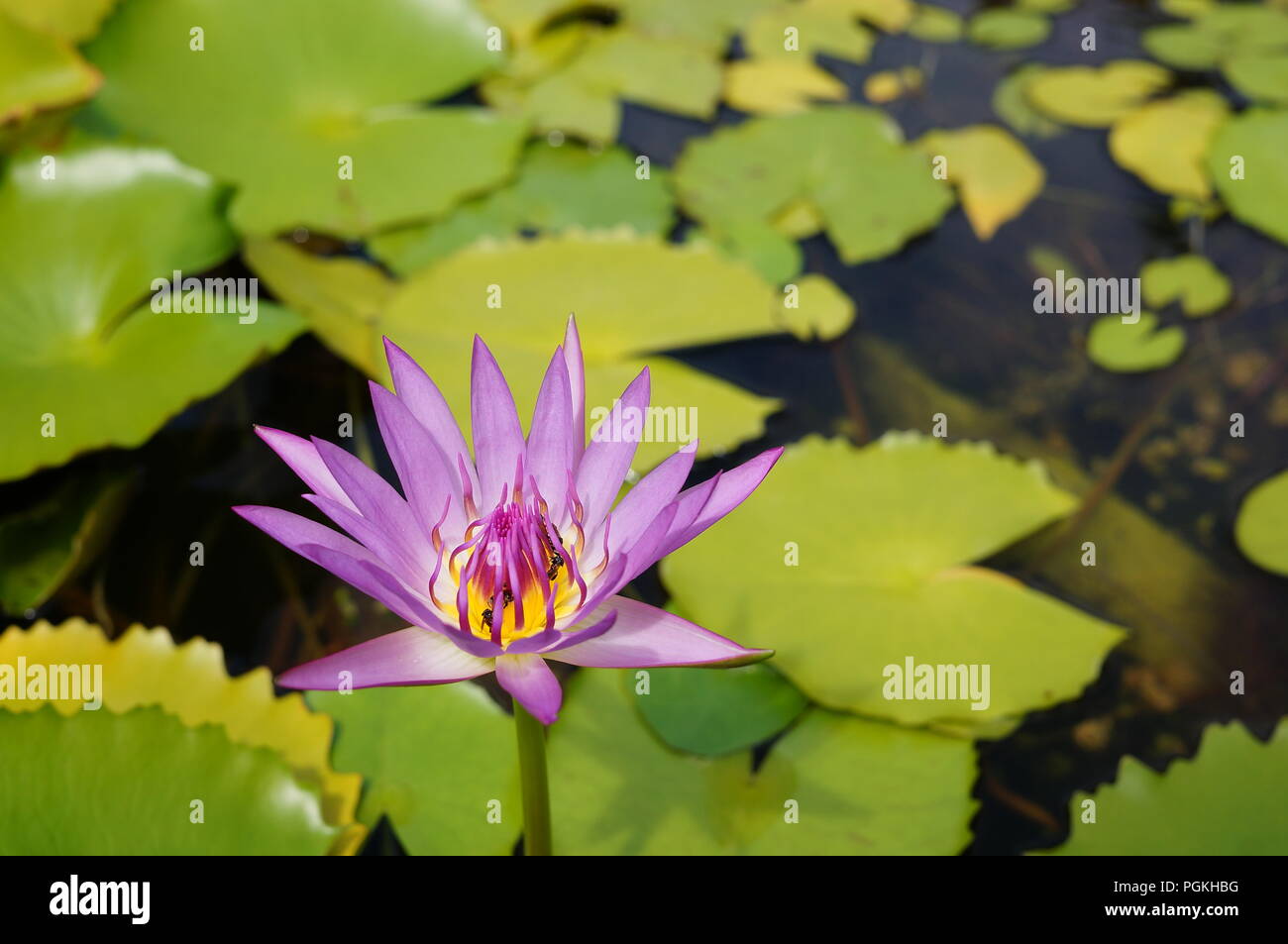 La Lotus (Nelumbo nucifera) simboleggia la purezza, bellezza e maestà, la grazia, la fertilità, ricchezza, ricchezza, conoscenza e serenità. Foto Stock