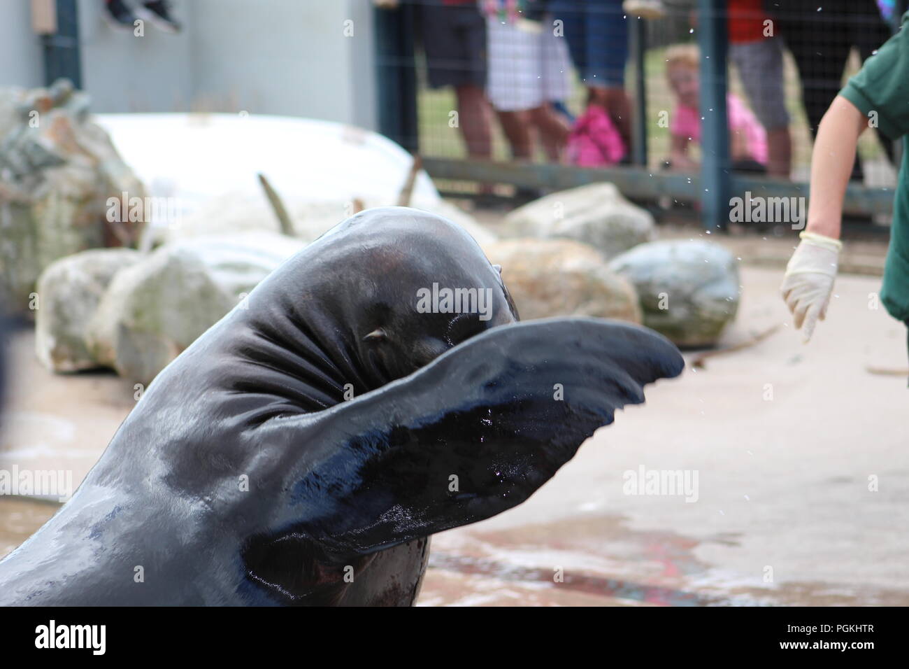Timido sea-lion esegue durante una mostra Foto Stock