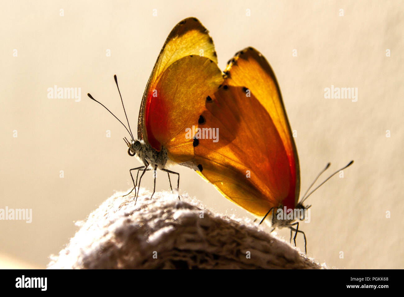 Una coppia di namibiana, giallo maculato farfalle coniugata. Foto Stock