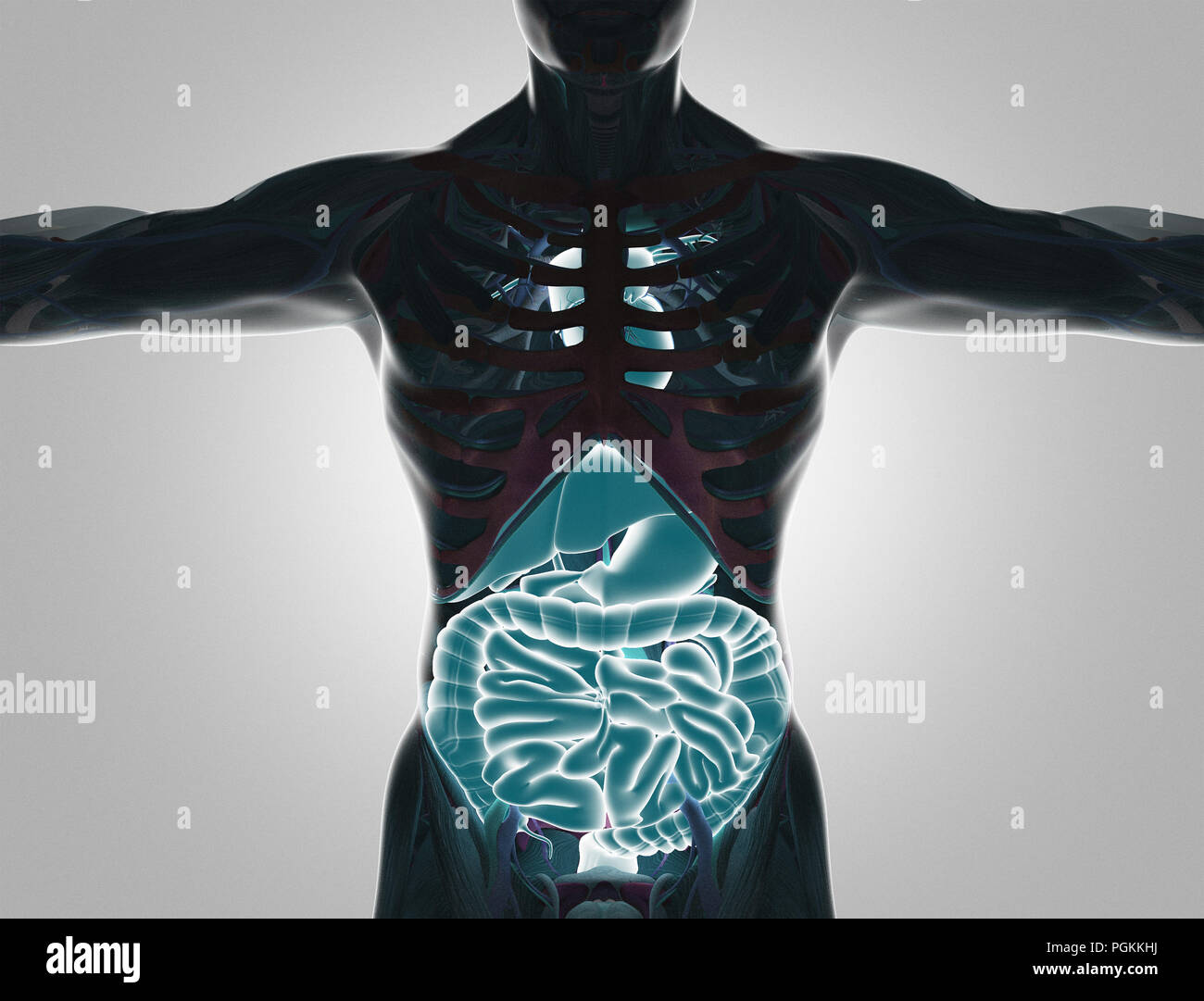 Il corpo umano con organi visibili, 3D Rendering immagine Foto Stock