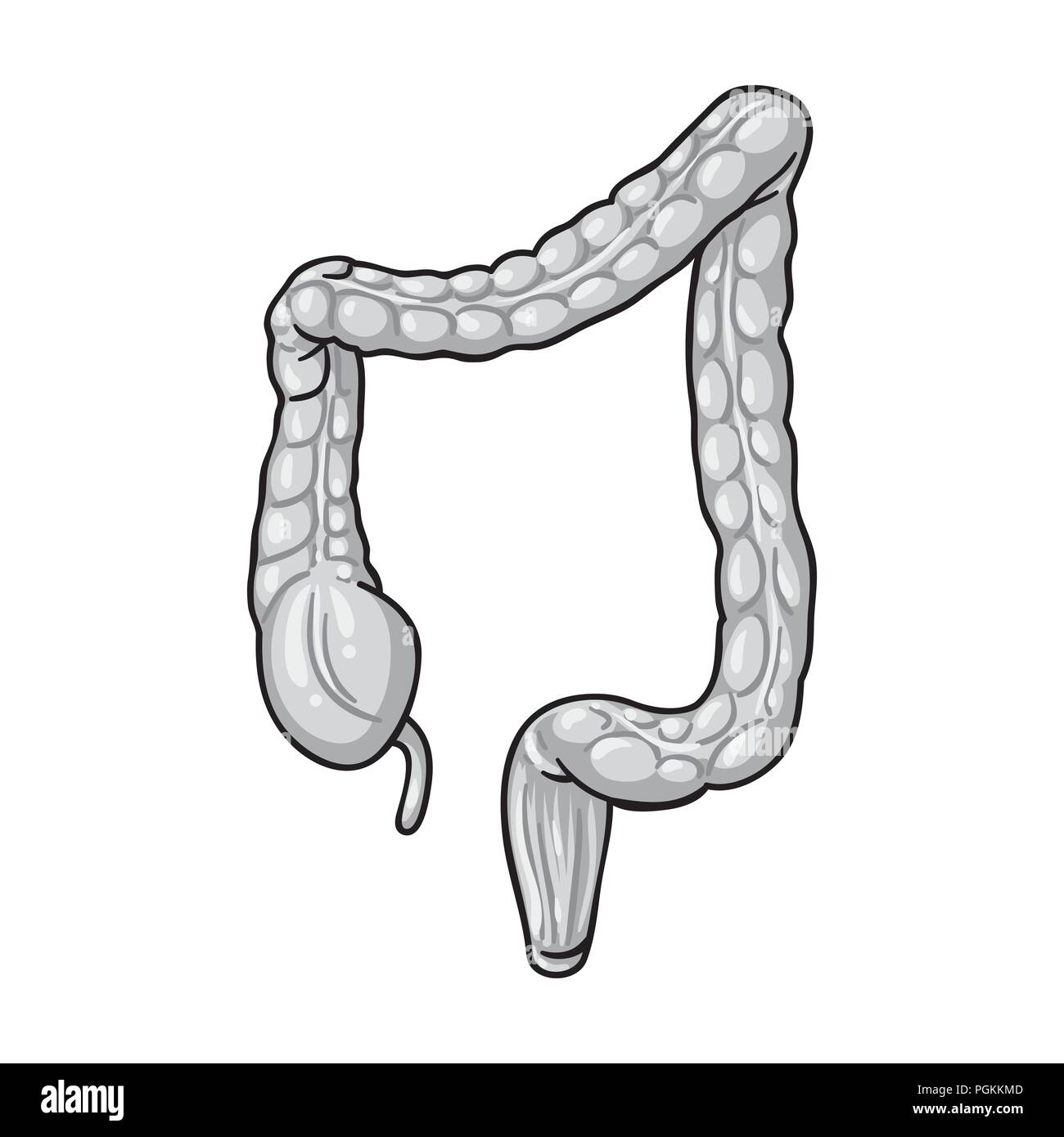 Human intestino crasso icona in stile monocromatico isolati su sfondo bianco. Gli organi umani simbolo illustrazione vettoriale. Illustrazione Vettoriale