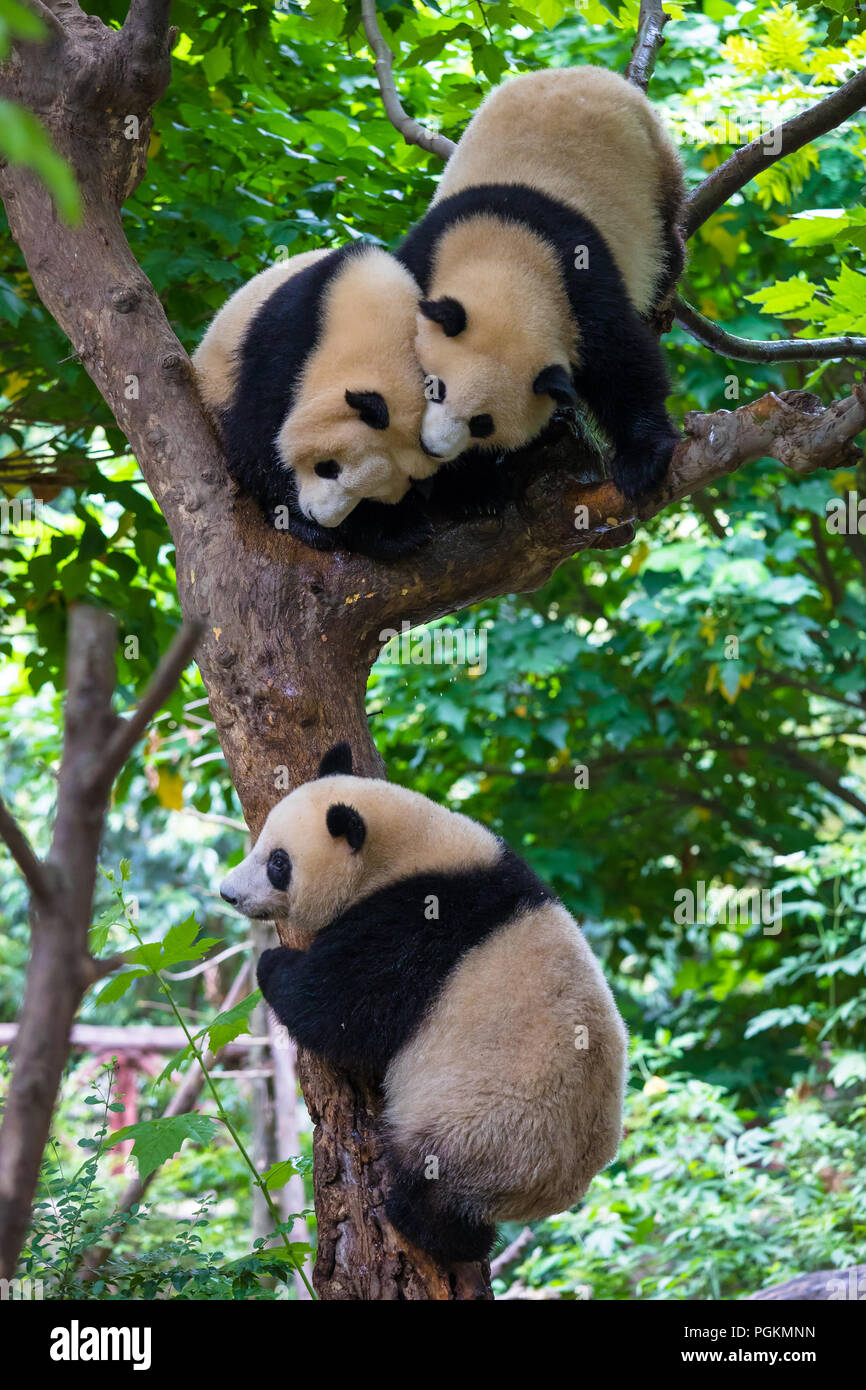 Due panda giganti giocando in una struttura ad albero in giorno Foto Stock