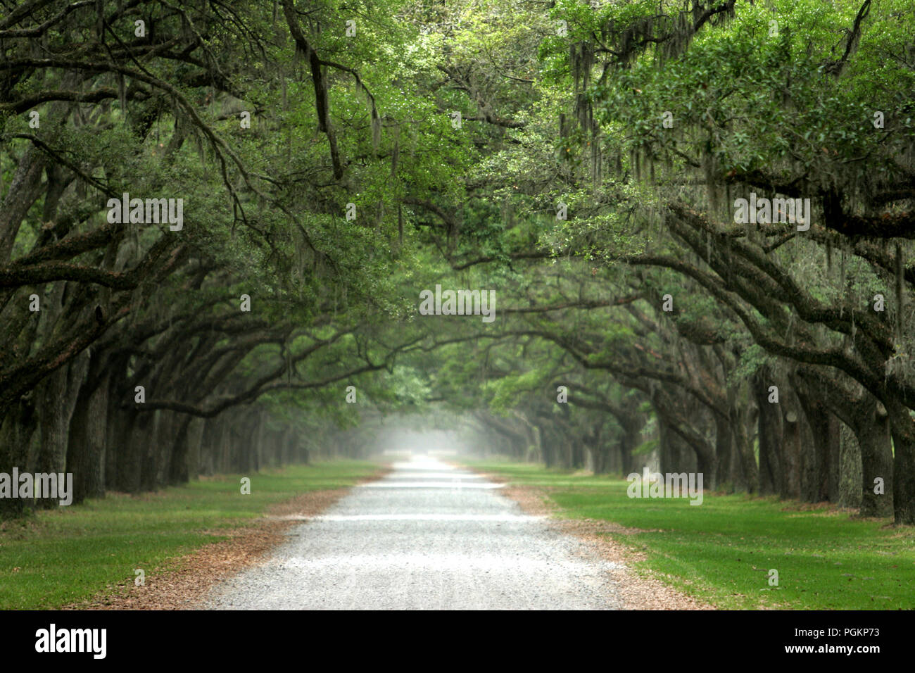 Vecchi alberi di quercia linea un lungo viale di accesso al di fuori di Savannah, Georgia. Foto Stock