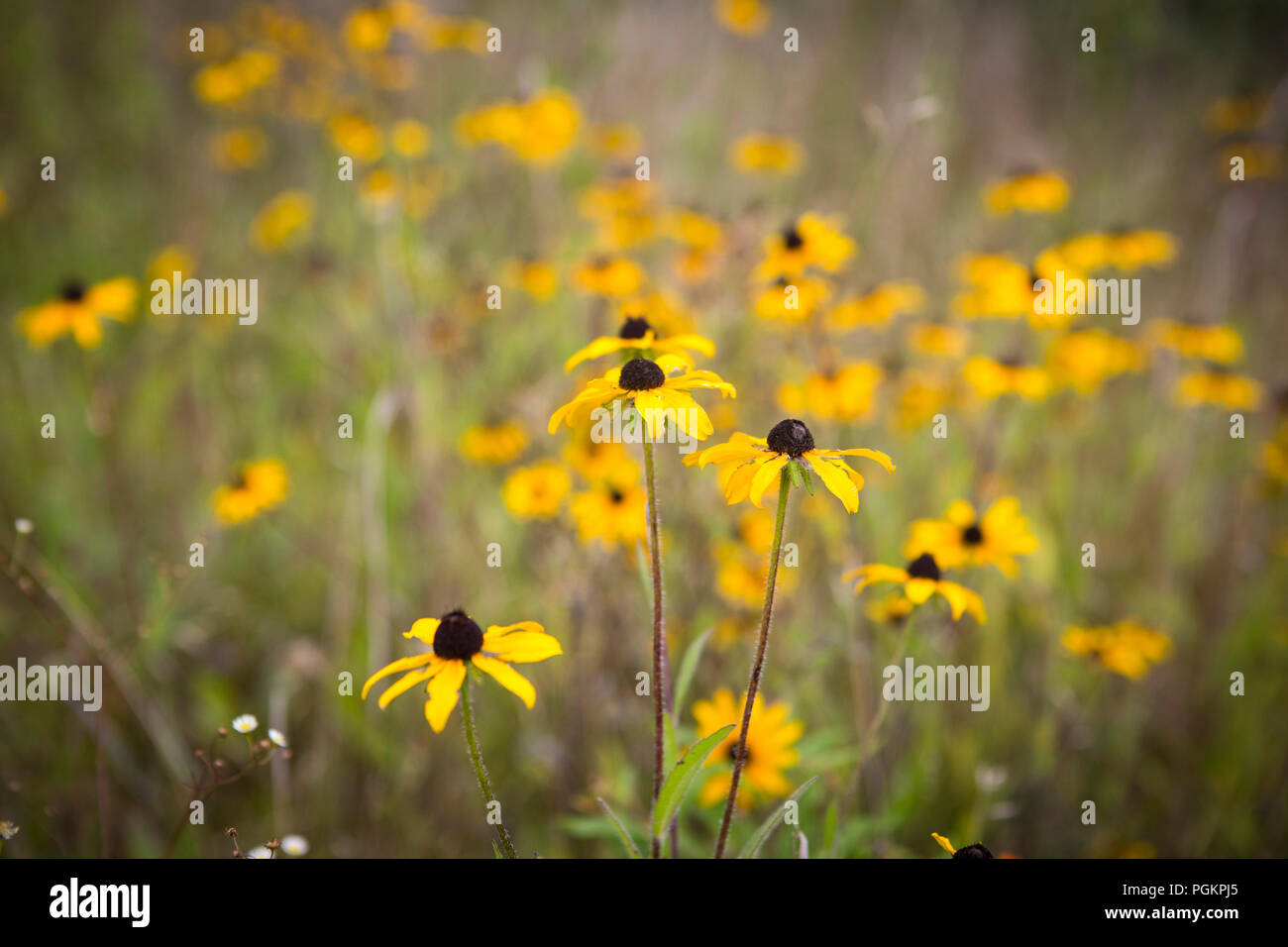 Fiori Selvatici in un campo di un'azienda in Ohio. Foto Stock