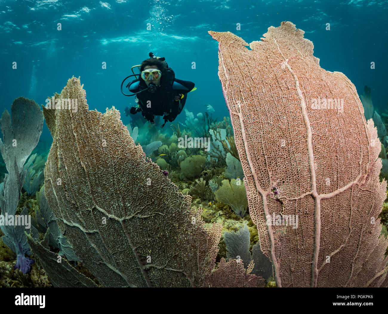 Esplorare la ventola coralli, costa est di Bonaire, Antille olandesi Foto Stock