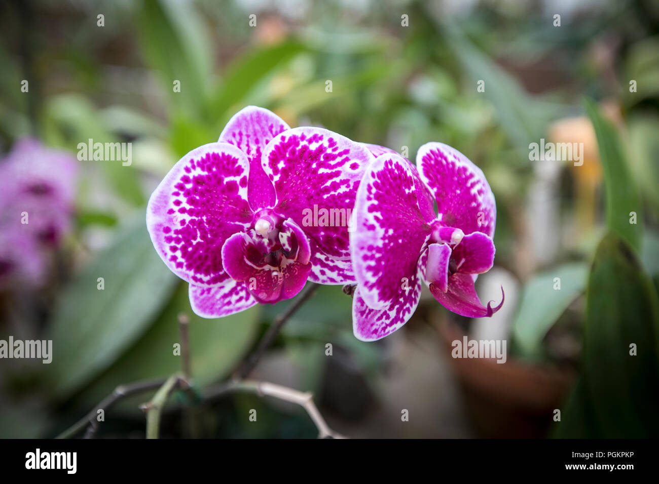Viola orchidee crescere in una serra nel sud-est della Georgia. Foto Stock