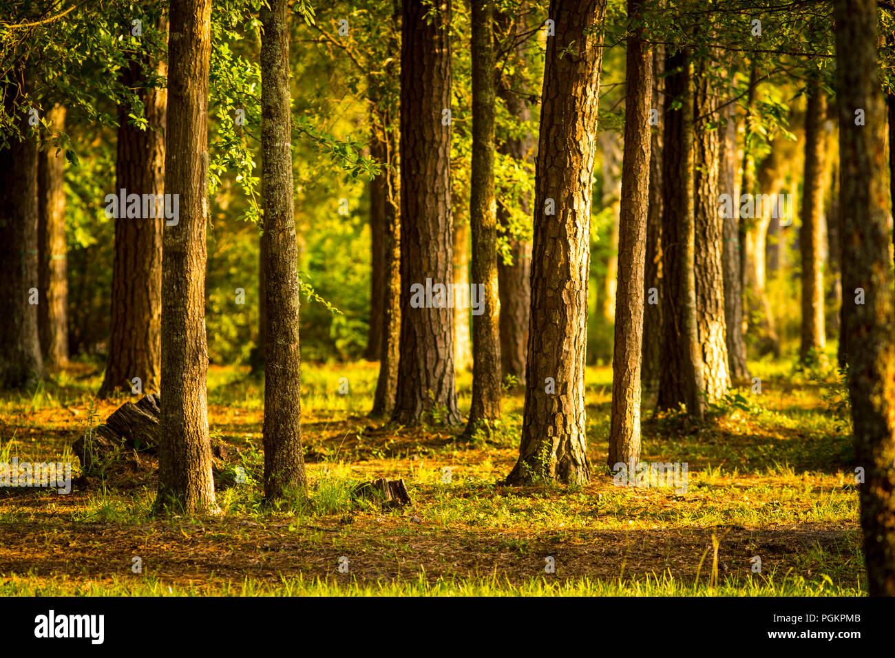 La Georgia pine trees glow come il sole tramonta. Foto Stock