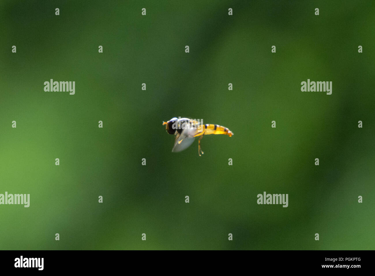 Piccolo hoverfly in volo Foto Stock