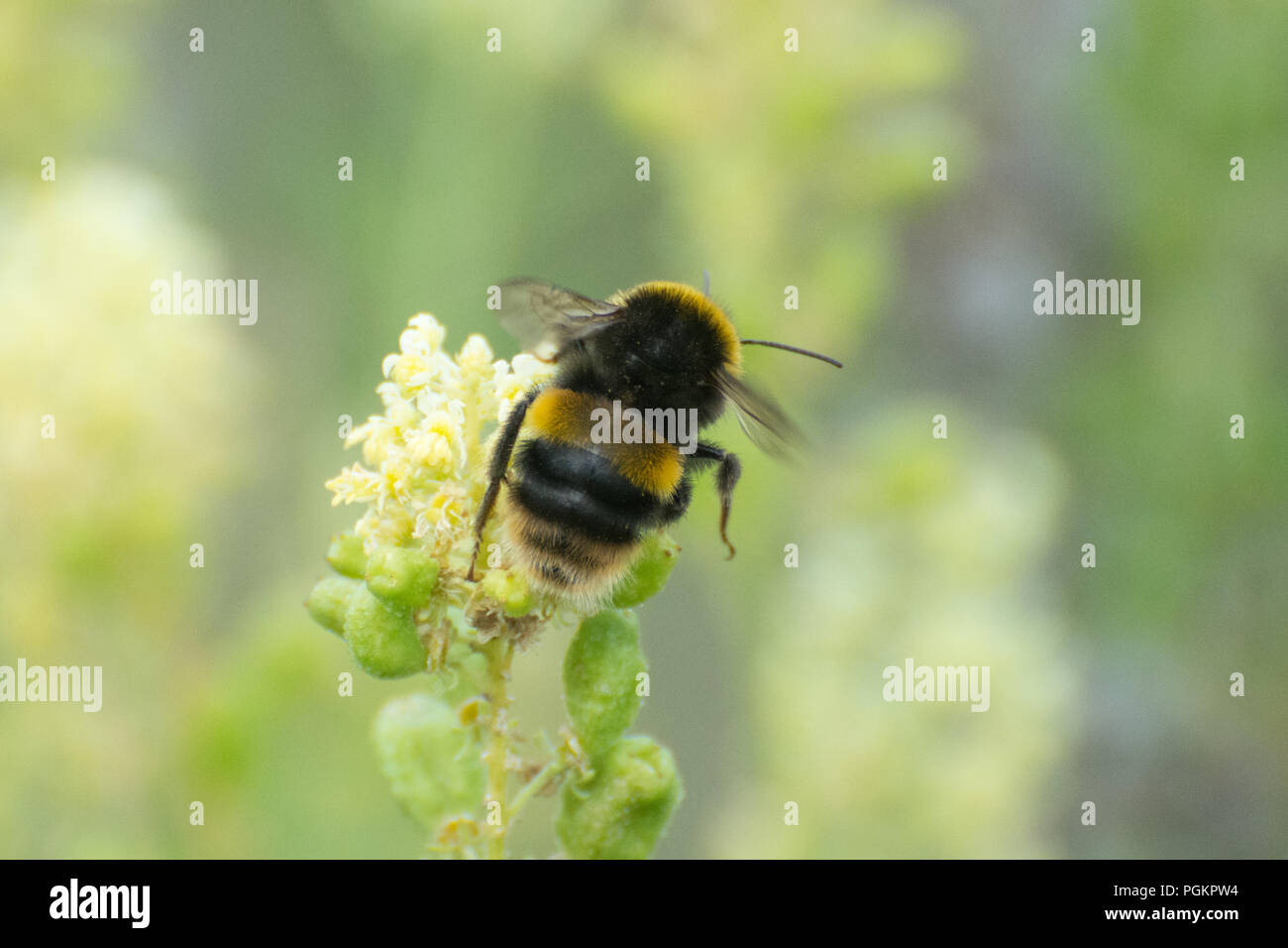 Bumblebee (Bombus) su giallo fiori selvatici Foto Stock