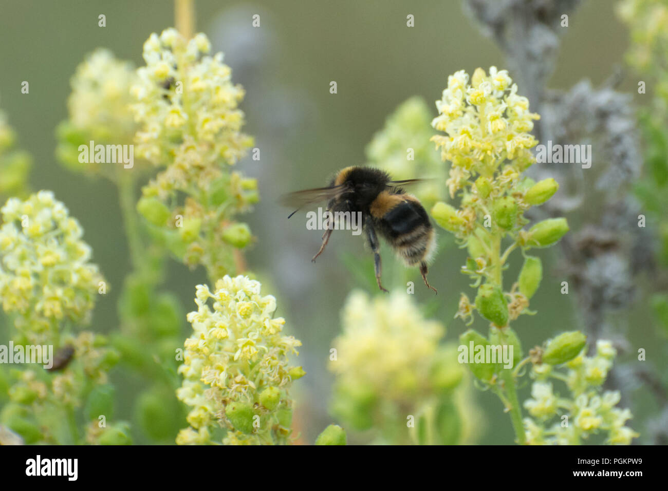 Bumblebee (Bombus) su giallo fiori selvatici Foto Stock