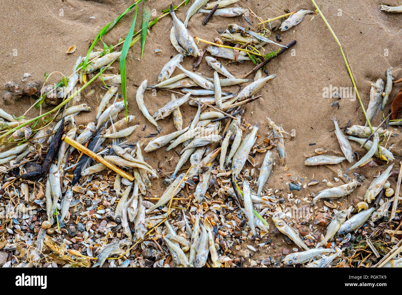 I pesci morti sdraiato sulla spiaggia. Il lago Peipus, Estonia, Europa Foto Stock
