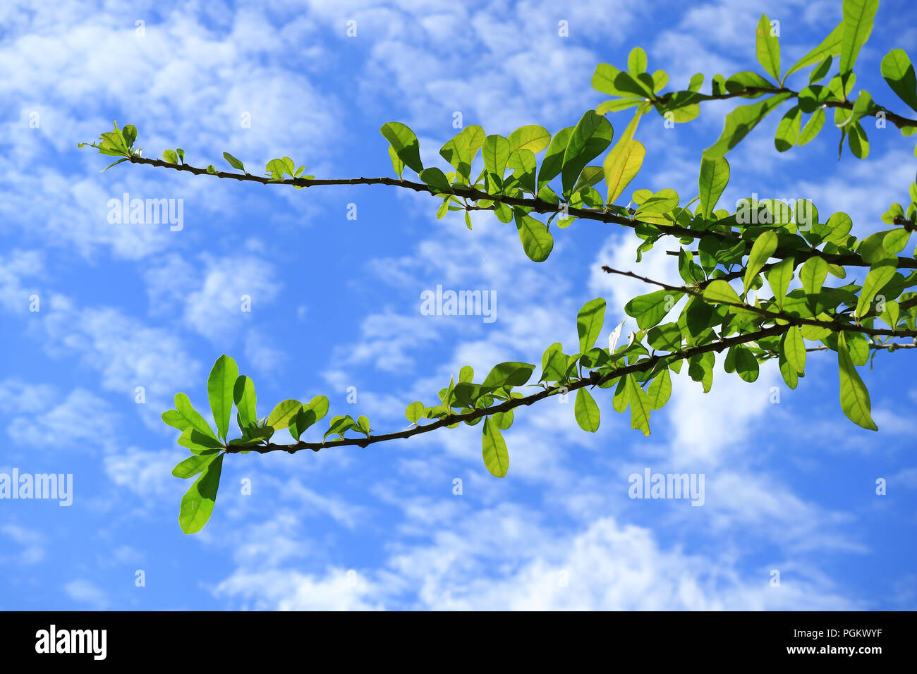 Plumeria rami di alberi con vibrante foglie verde vibrante contro il cielo blu e nuvole bianche di Bangkok, Thailandia Foto Stock