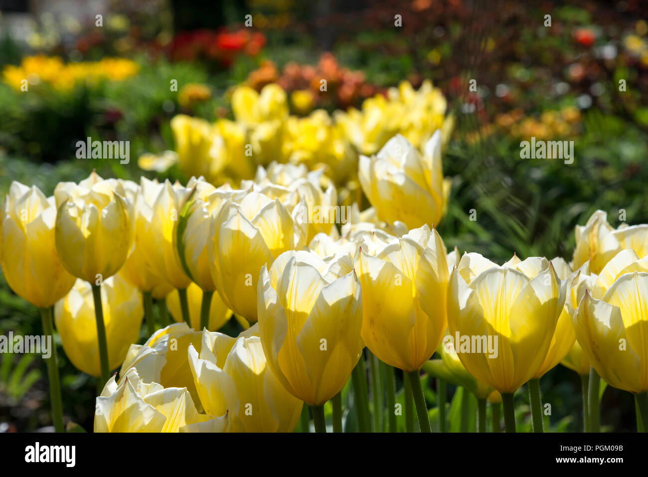 Un formulario giallo di Tulip incandescente a metà primavera sole. Foto Stock
