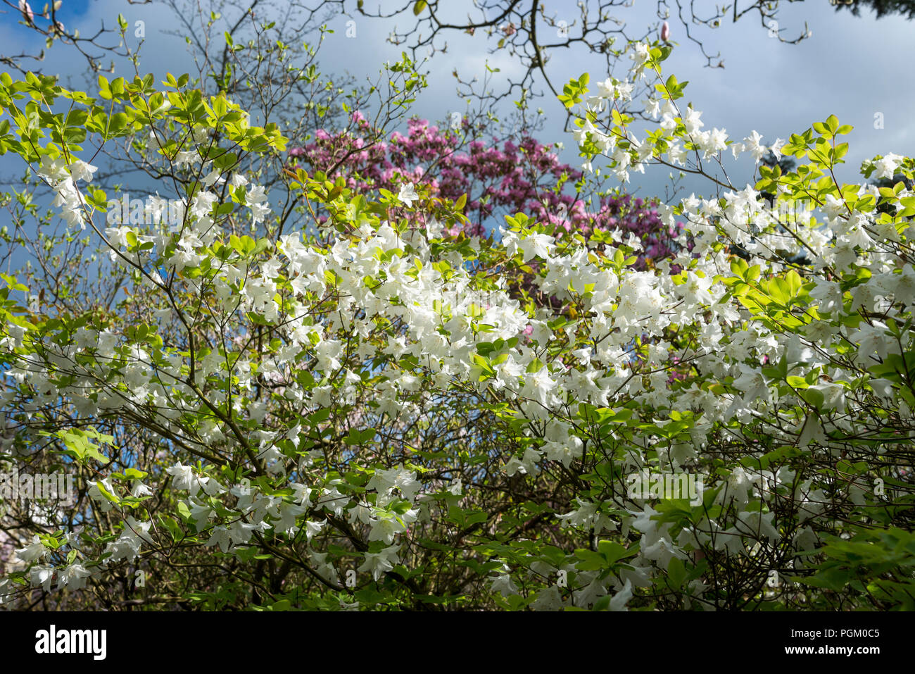 Bianco puro Azalea nel pieno fiore di un giardino di primavera. Foto Stock