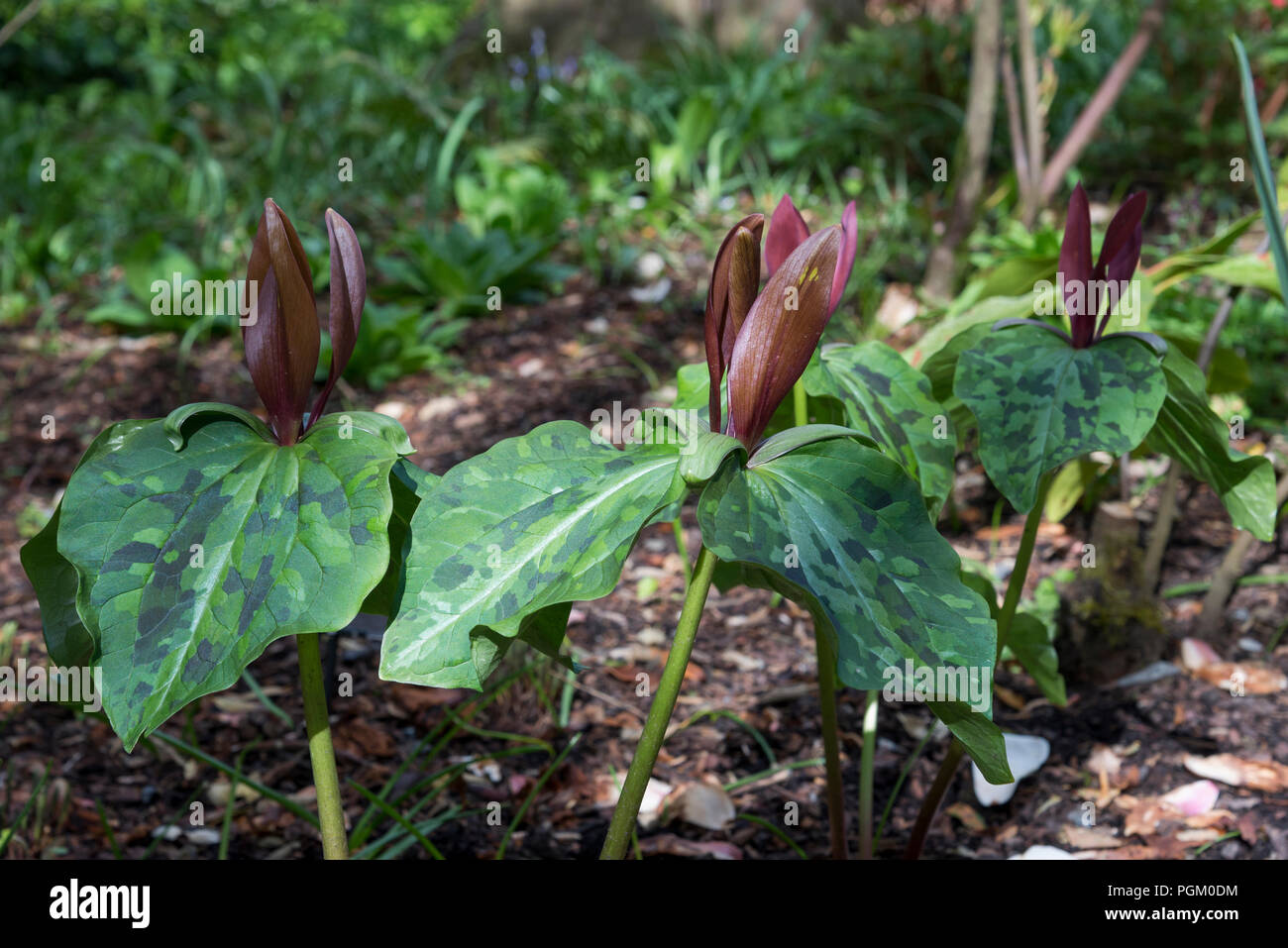Trillium Chloropetalum var. giganteum. Una molla fioritura ombra amorevole pianta perenne. Foto Stock