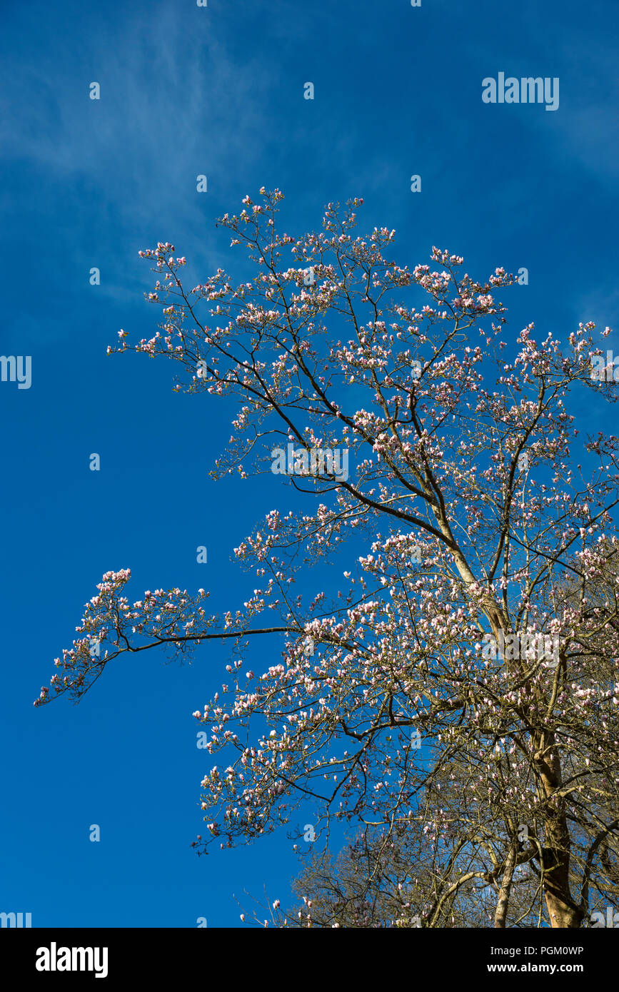 Coppia Magnolia x Veitchii 'Peter Veitch' contro una molla blu cielo. Foto Stock