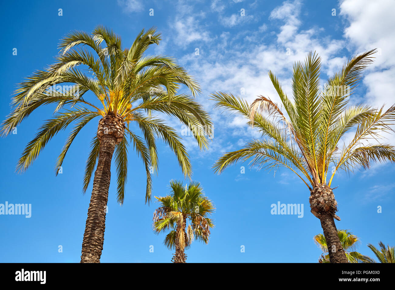 Alberi di Palma contro il cielo blu. Foto Stock