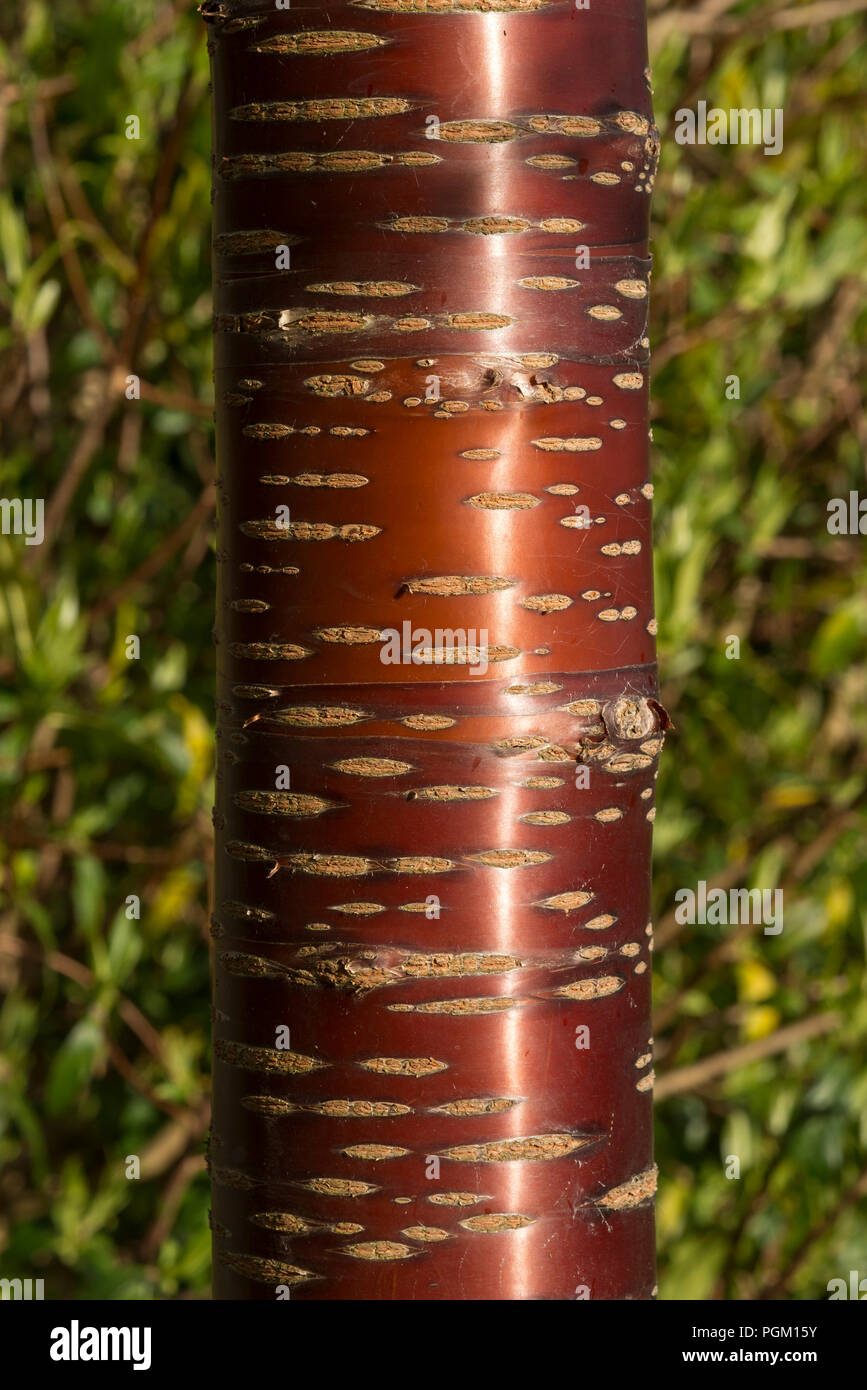 Prunus serrula, un albero ornamentale con il suo caratteristico colore rosso brillante corteccia. Noto anche come il tibetano ciliegia. Foto Stock