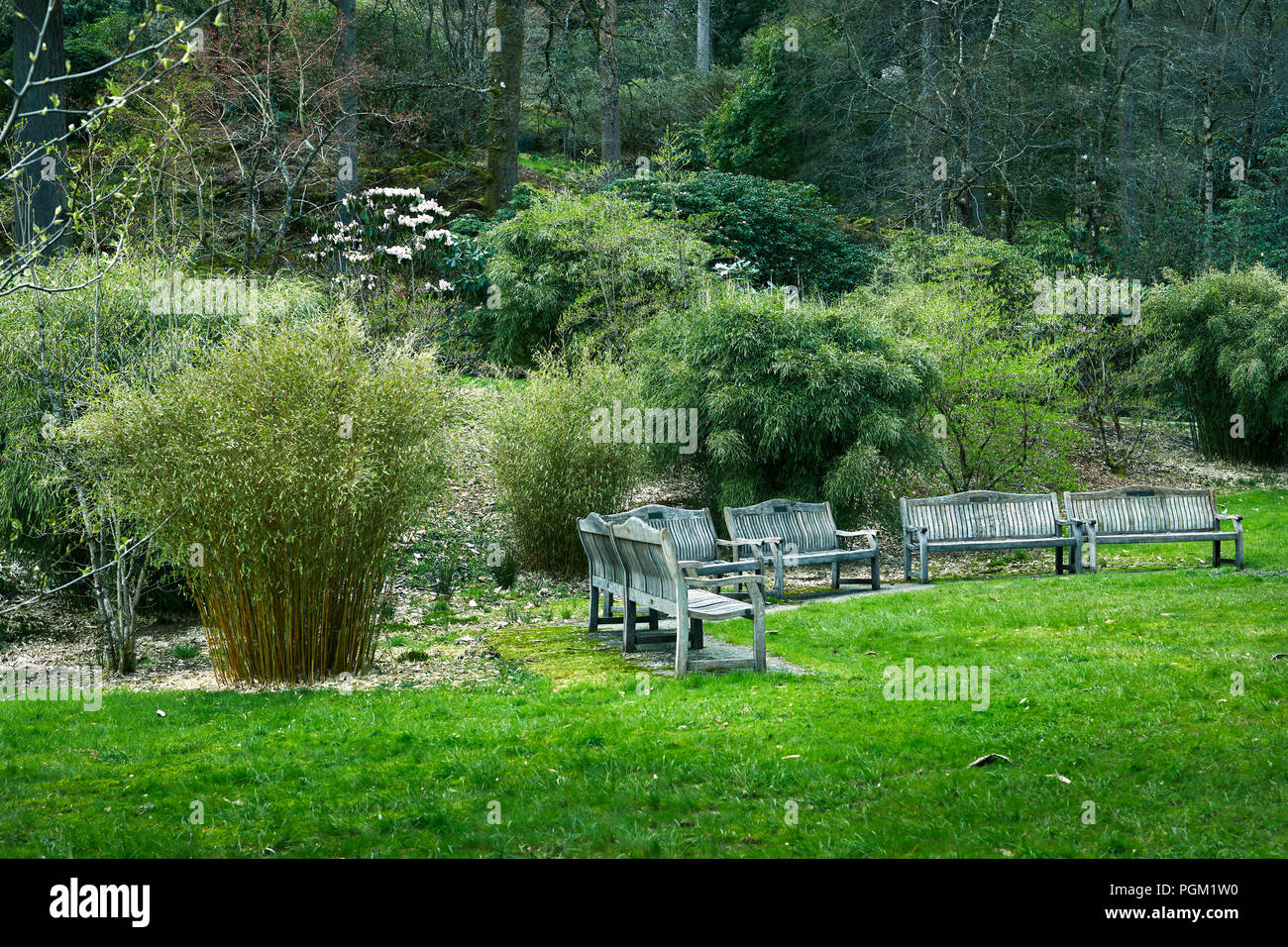 Il bambù circondato il resto e area con posti a sedere a Benmore Giardini Botanici ( con SIGMA 50mm) Foto Stock