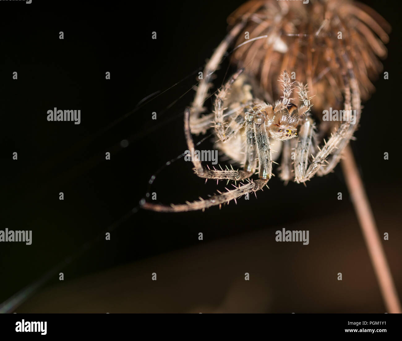 Crociera a croce su la gemma di un fiore in un angolo del suo web Foto Stock