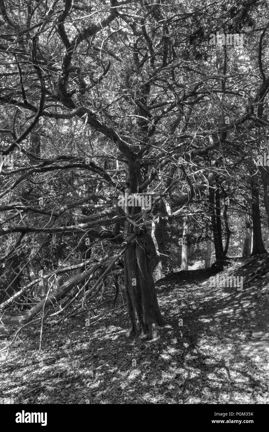 Antica Yew alberi che formano parte della cupola Woolhope, Fownhope Herefordshire UK. Luglio 2018. Foto Stock