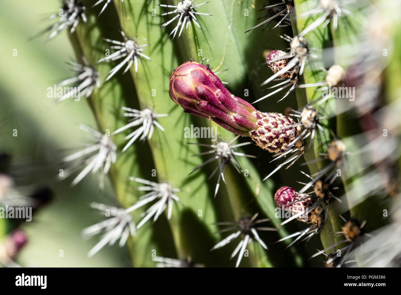Cactus di grandi dimensioni che mostra i nuovi germogli e picchi. Foto Stock