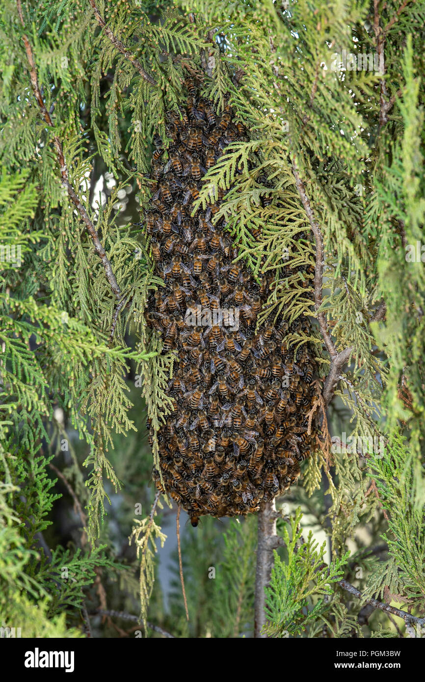 Uno sciame di African api mellifere - Apis mellifera scutellata - noto anche come Africanised o Biller Bee clustering su la nuova regina. Foto Stock