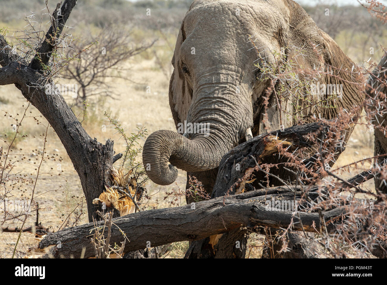 Elefante africano - Loxodonta africana - mangiare gli alberi di acacia in Etosha, Namibia. Foto Stock