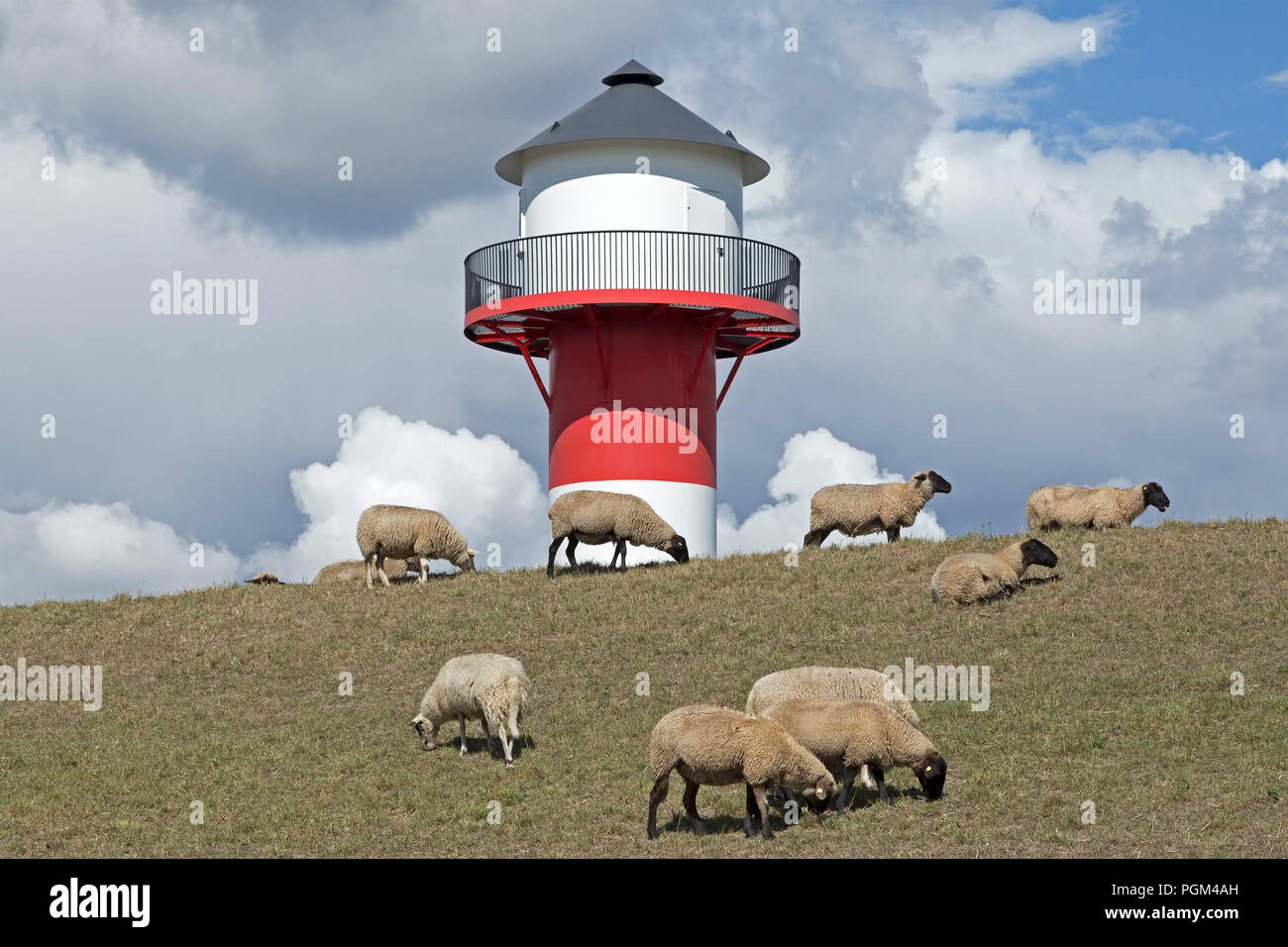 Pecore nella parte anteriore del faro, Luehe, Altes Land (vecchio paese), Bassa Sassonia, Germania Foto Stock