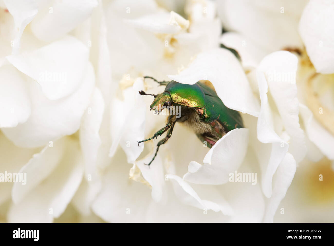 Cetonia aurata emergente da una rosa bianca. Rosa verde Chafer beetle. Foto Stock