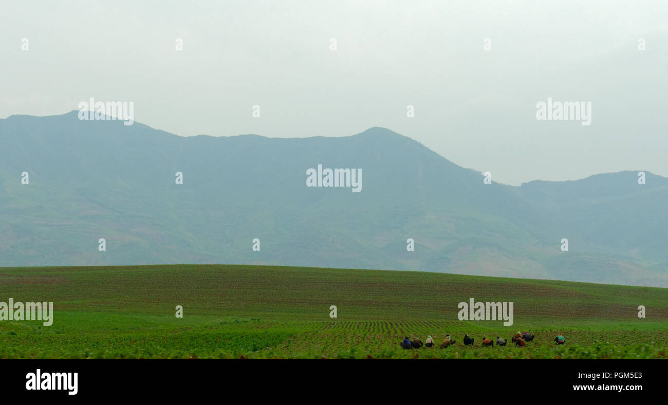 Montagne distanti aggiungere al senso di spazio aperto, facendo la fila di lavoratori di campo look molto piccolo, Corea del Nord Foto Stock