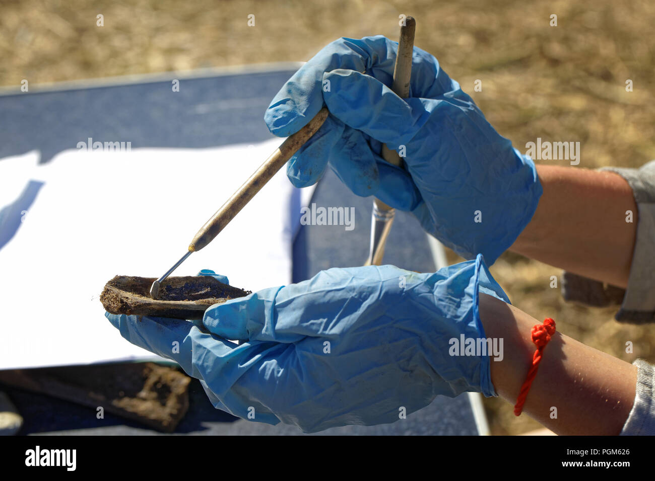 L archeologo Pulisce delicatamente la trova con un raschiatore - una parte di osso di un animale mammifero. Età Medievale. Preparazione per il trasporto Foto Stock