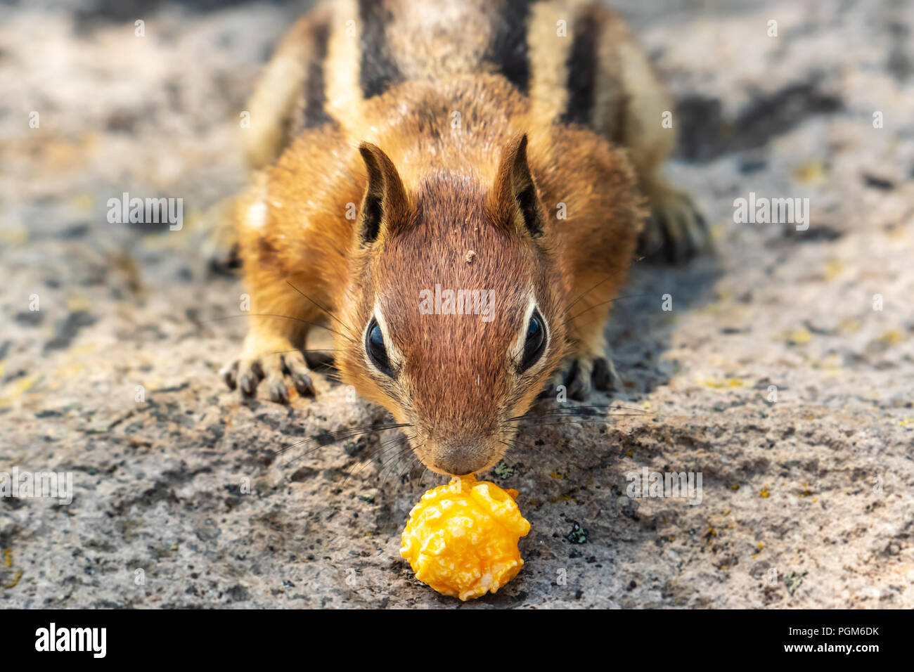 Scoiattolino sulla pietra, odore di popcorn kernel. Foto Stock