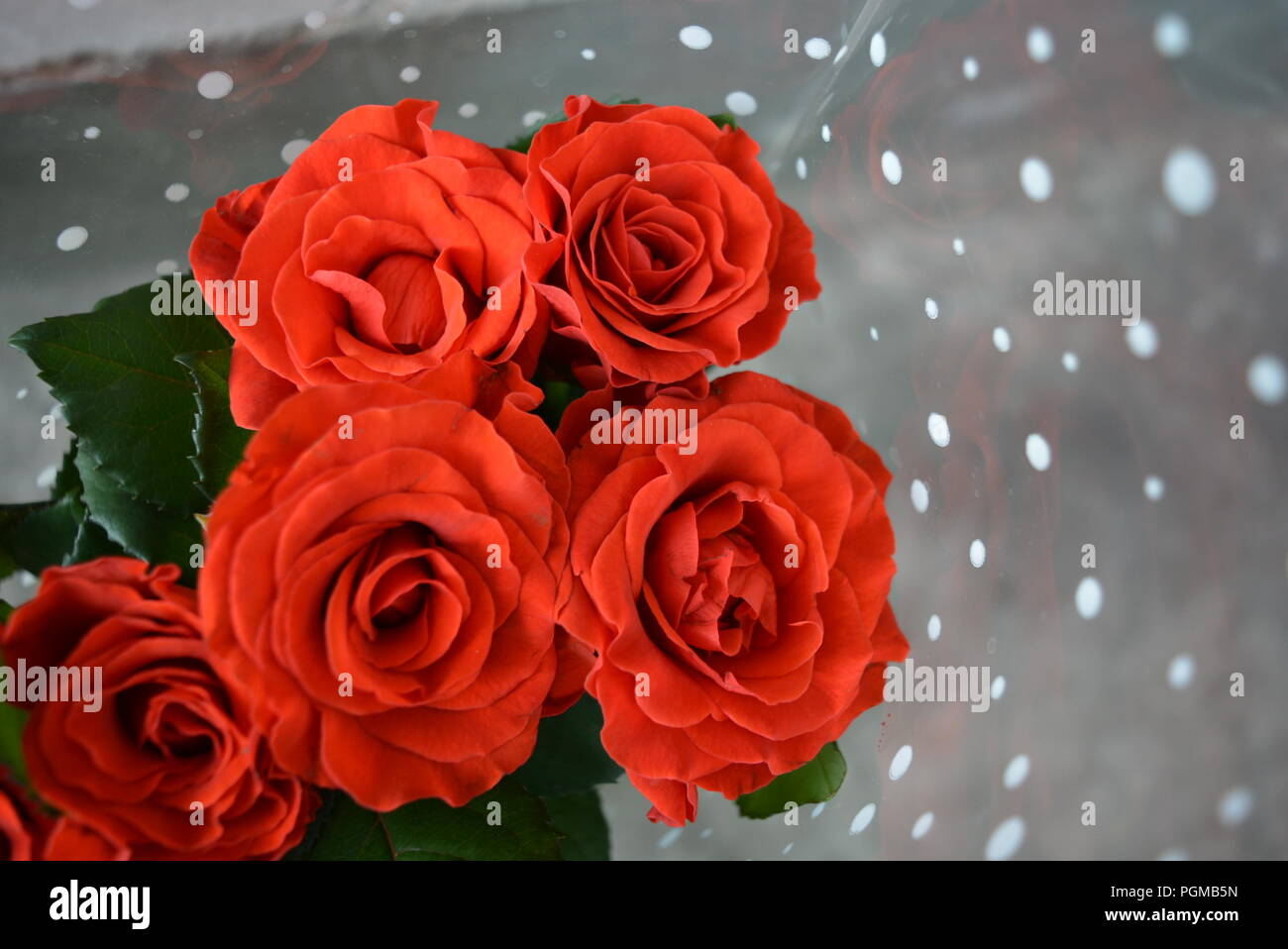 Sei bellissimi boccioli di rose rosso brillante su uno sfondo di pellicola trasparente con piselli bianchi Foto Stock