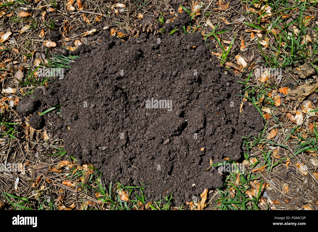 Molehill close-up su un prato estivo nella naturale vecchio West Park, Sofia, Bulgaria Foto Stock