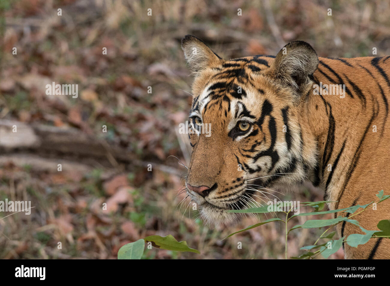 Closeup di una tigre del Bengala dalla riserva delle tigri di Nagarhole, India Foto Stock