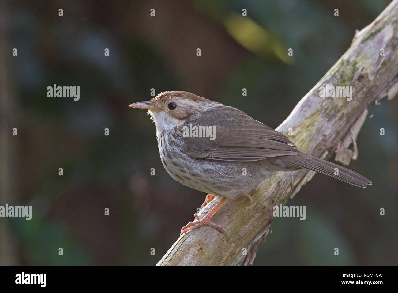 Babbler con gola di Puff da Nandi Hills, Karnataka, India Foto Stock