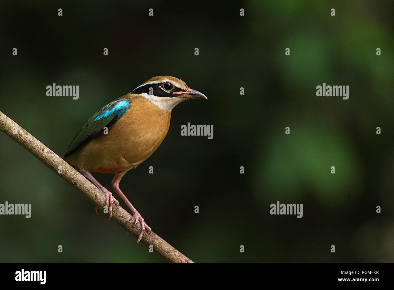 Pitta indiana di Thattekad, Kerala, India Foto Stock