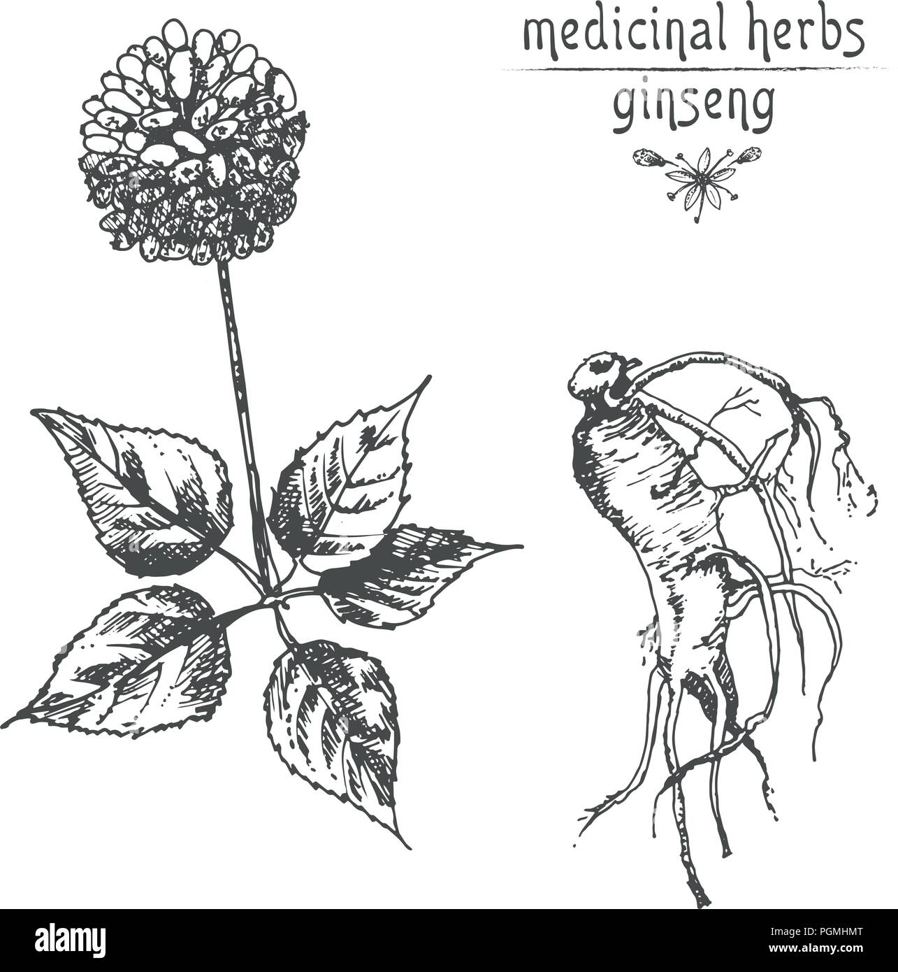 Botaniche realistiche schizzo di inchiostro di radice di ginseng, fiori e frutti di bosco isolato su bianco. floreali raccolta di erbe. La medicina cinese tradizionale impianto. Illustrazione Vettoriale