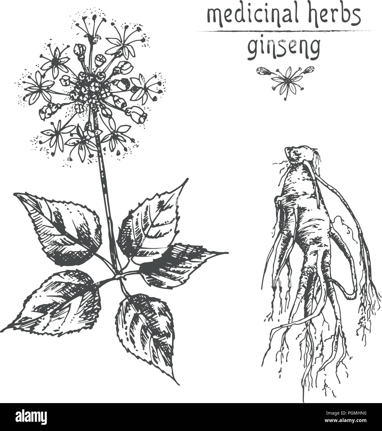 Botaniche realistiche schizzo di inchiostro di radice di ginseng, fiori e frutti di bosco isolato su bianco. floreali raccolta di erbe. La medicina cinese tradizionale impianto. Illustrazione Vettoriale