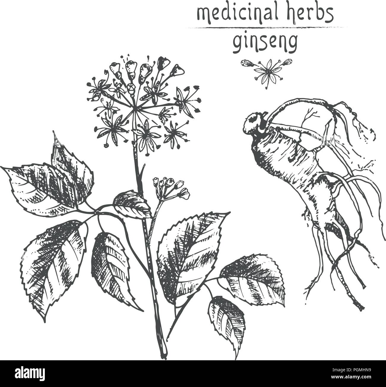 Botaniche realistiche schizzo di inchiostro di radice di ginseng, fiori e frutti di bosco isolato su bianco. floreali raccolta di erbe. La medicina cinese tradizionale impianto. Illustrazione Vettoriale