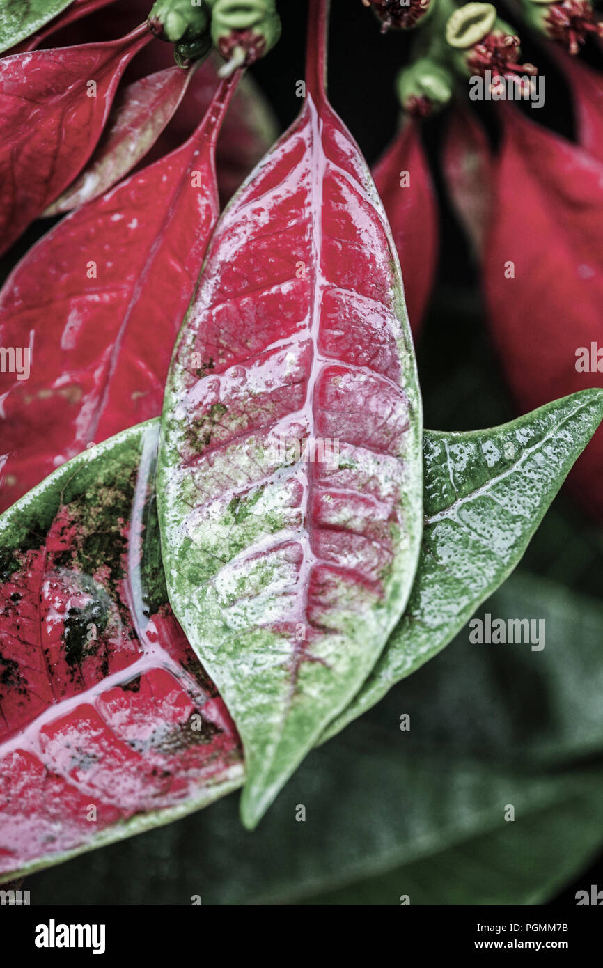 Pioggia adrenicò foglie rosse e verdi Foto stock - Alamy