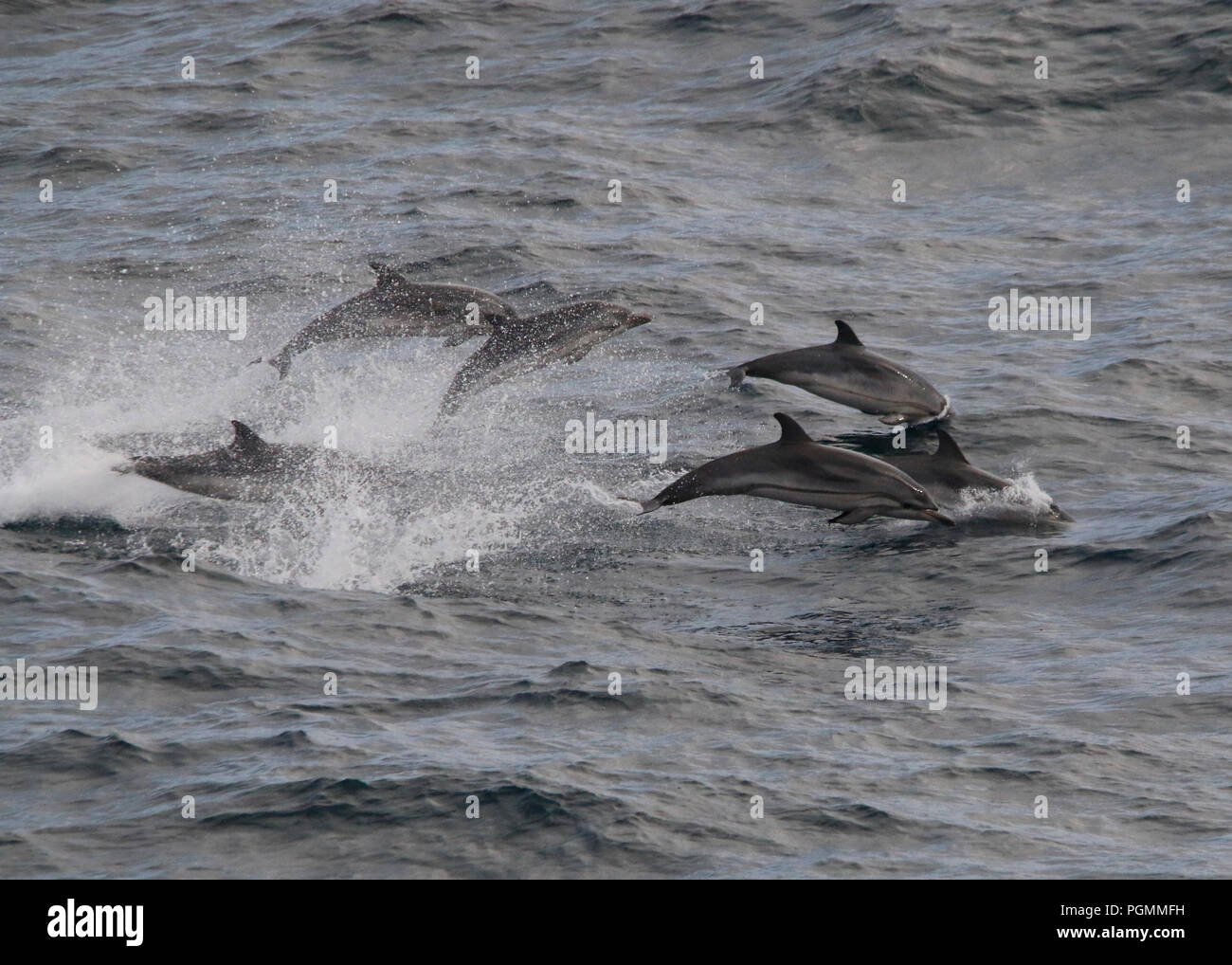 6 delfini selvatici che saltava Foto Stock
