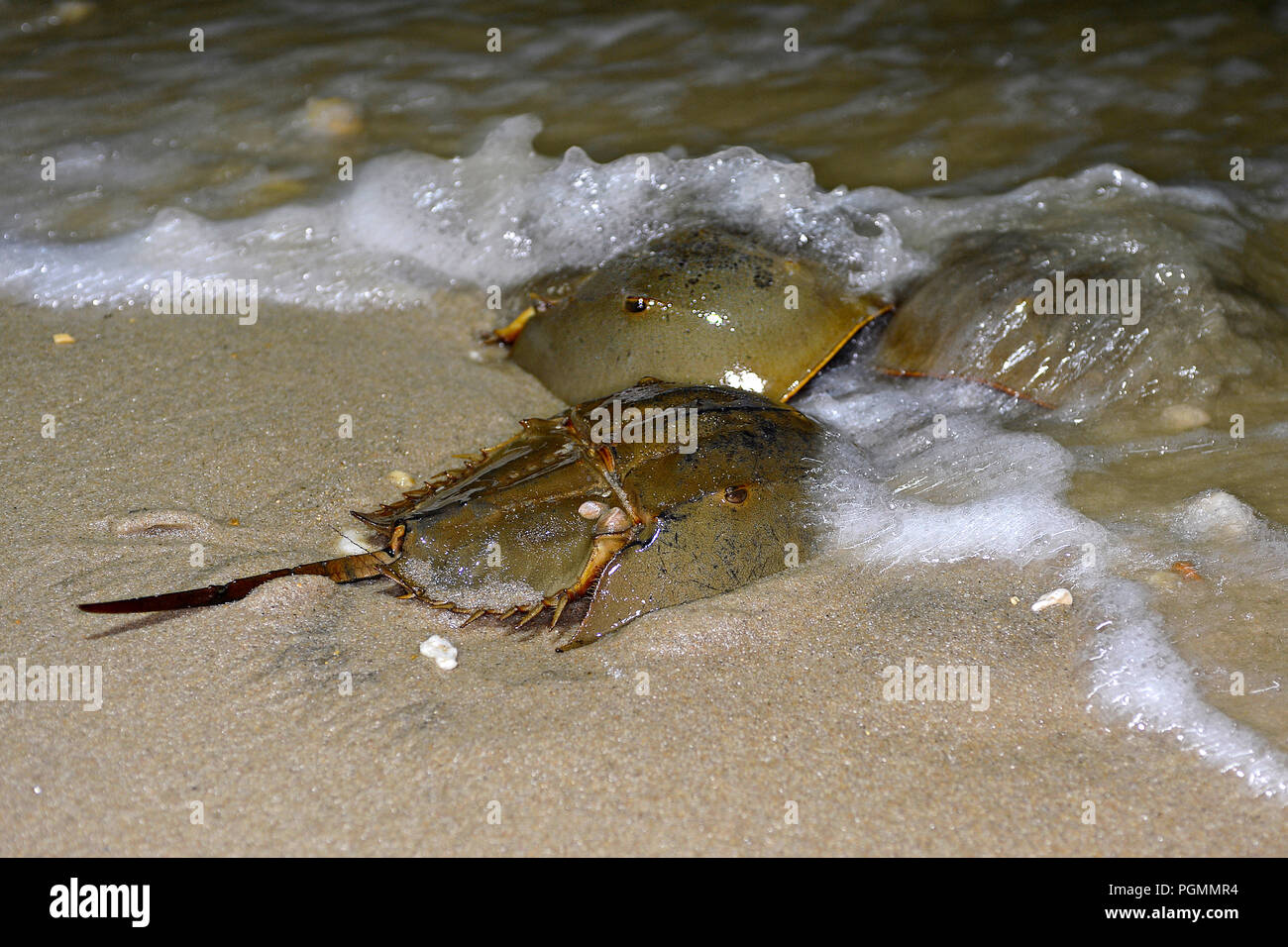 Atlantico granchi a ferro di cavallo (Limulus polyphemus) la deposizione delle uova in spiaggia, Delaware Bay, New Jersey, Stati Uniti d'America Foto Stock